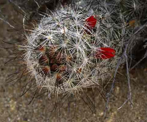 Cactus Seeds Mammillaria T Wellgrow Horti Trading